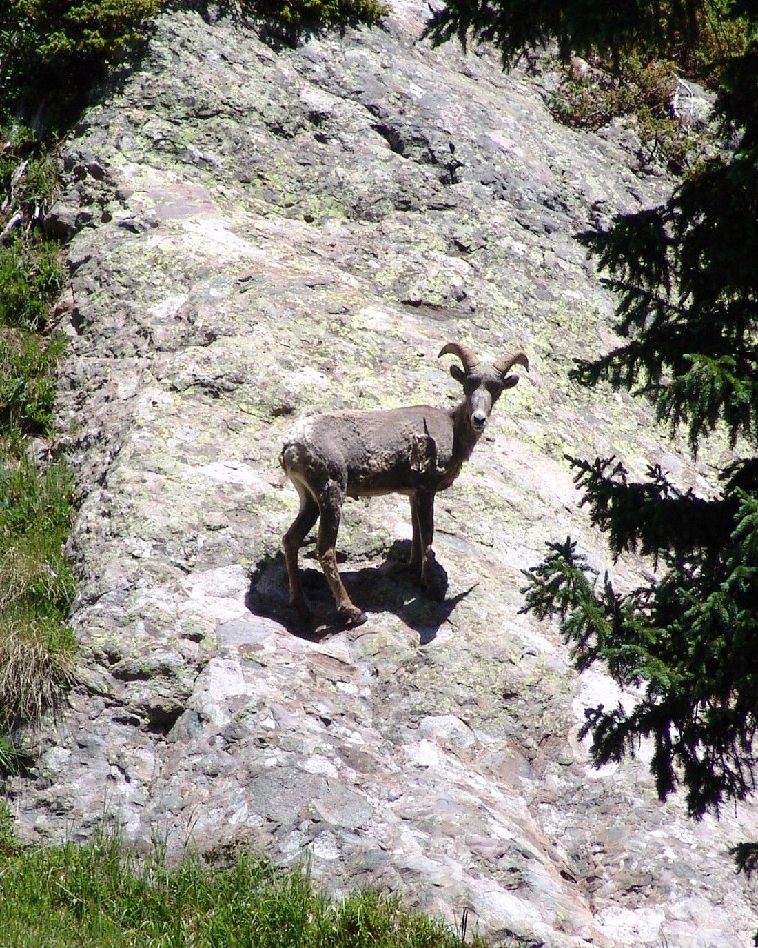 Bighorn sheep